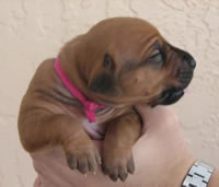 ridgeback puppies